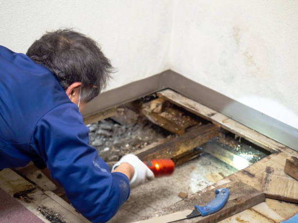 Best Crawl Space Mold Remediation in Bluffdale, UT