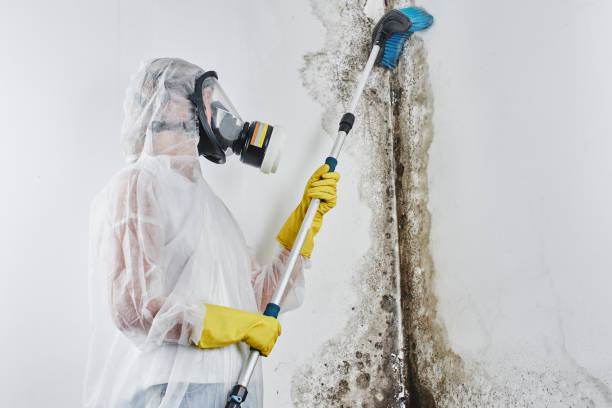 Best Insurance-Related Mold Remediation in Bluffdale, UT