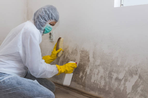 Best Black Mold Remediation in Bluffdale, UT