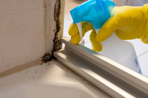 Best Bathroom Mold Remediation in Bluffdale, UT