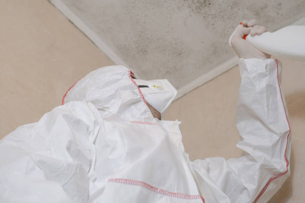 Best Basement Mold Remediation in Bluffdale, UT