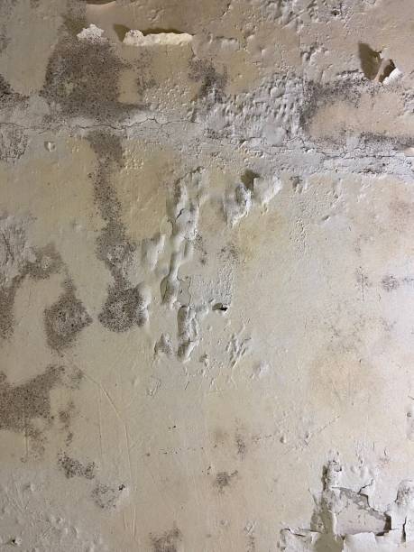 Best White Mold Remediation in Bluffdale, UT