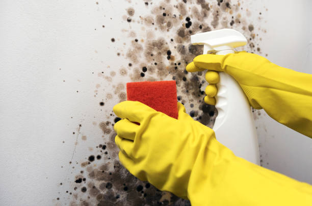 Best Emergency Mold Remediation in Bluffdale, UT