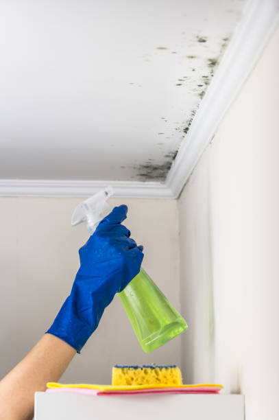 Best Residential Mold Remediation in Bluffdale, UT